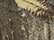 Realtree Edge/ Tan