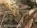 Realtree Max-5
