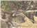 Realtree Edge